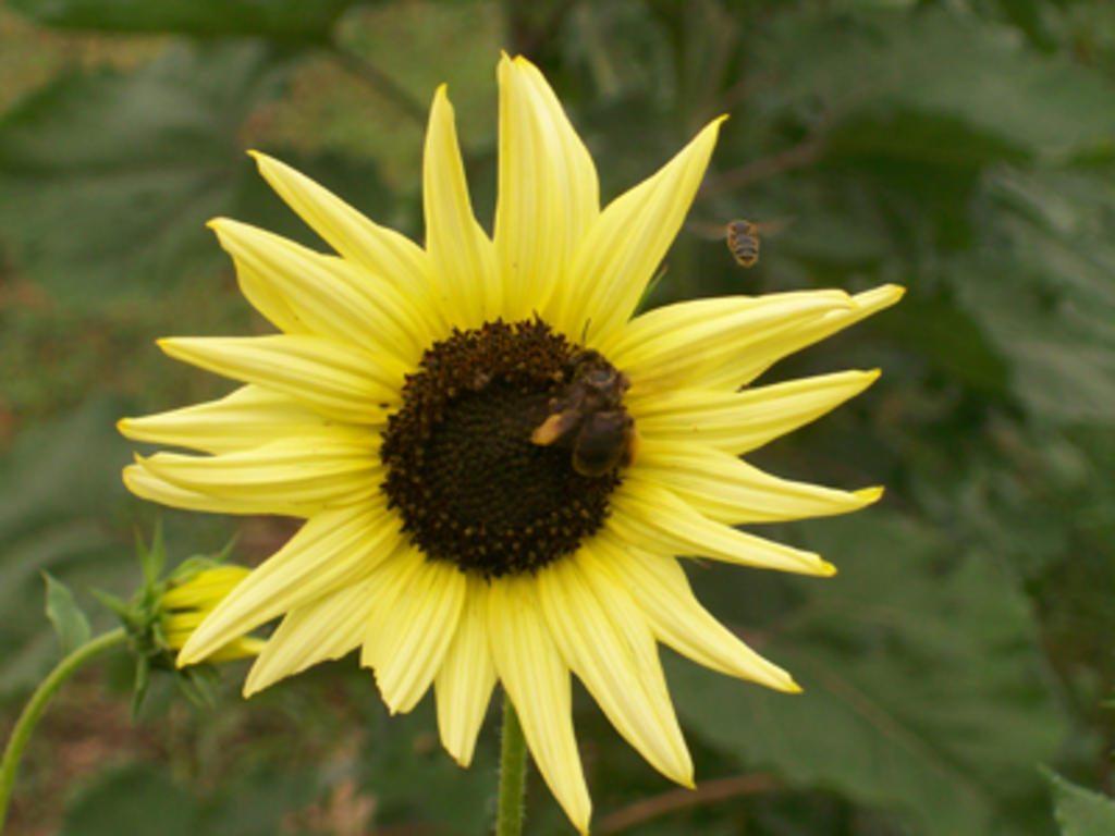 Sunflower-italianwhite
