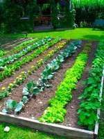 Backyard-vegetable-garden