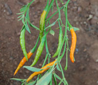 Harvesting thai pepper plant