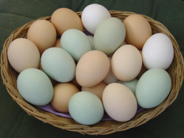 Ameraucana Chickens Eggs